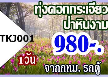TKJ001  ทัวร์ทุ่งดอกกระเจียว ป่าหินงาม 980 บาท จากกทม.รถตู้ - 1วัน